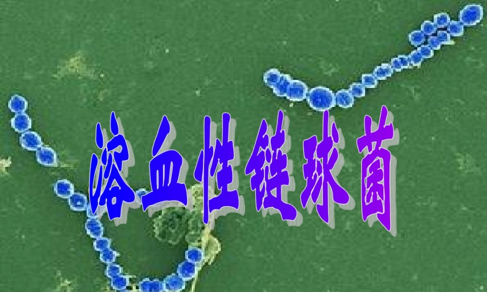 溶血性链球菌.ppt