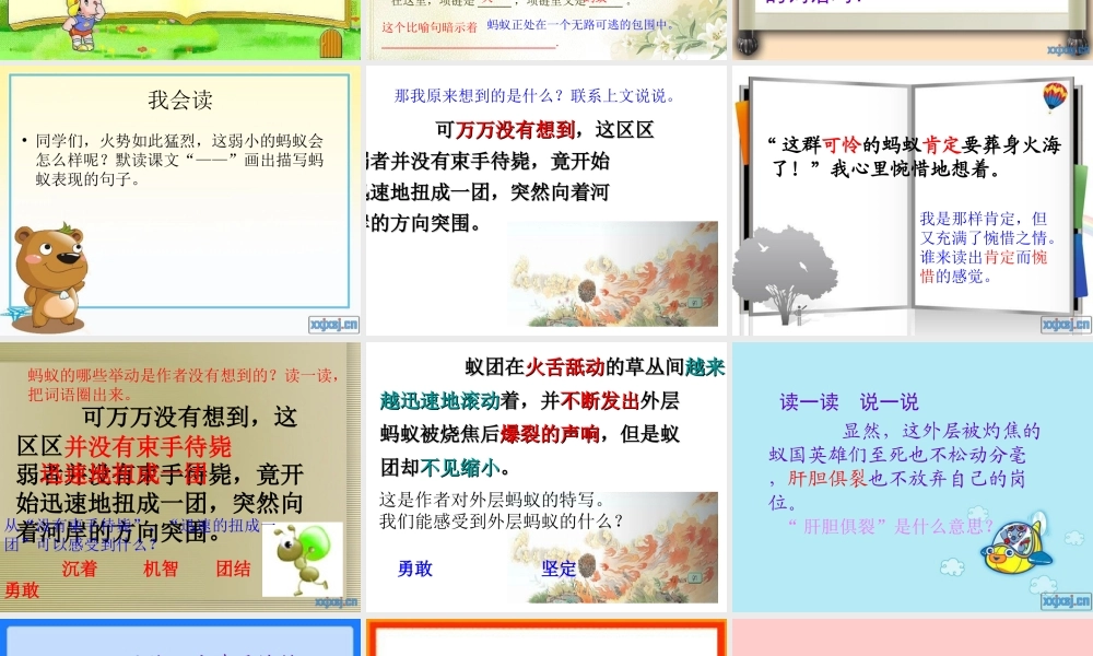 生命的壮歌之蚁国英雄.ppt.ppt