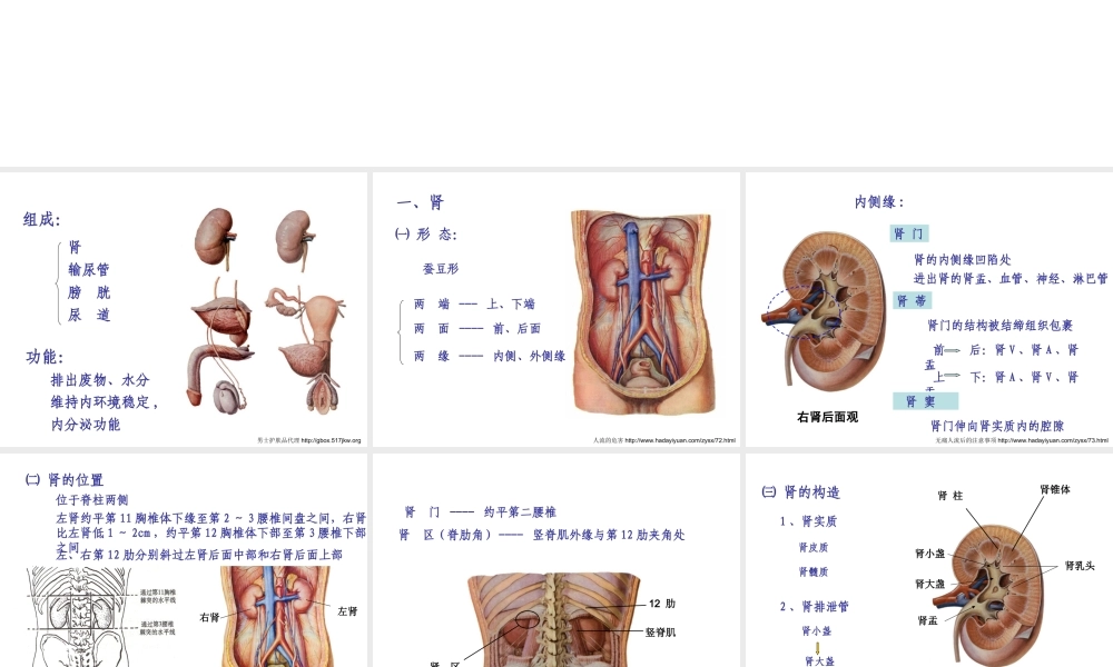 泌尿系统的组成部分及功能全解.ppt