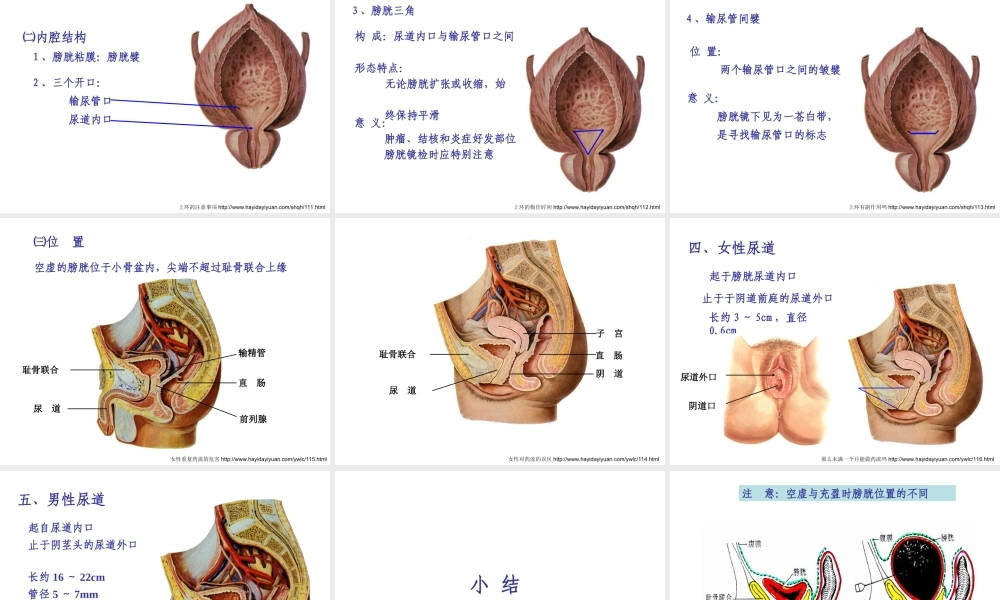 泌尿系统的组成部分及功能全解.ppt
