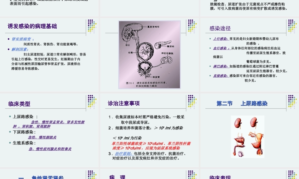 泌尿男生殖系统感染.ppt