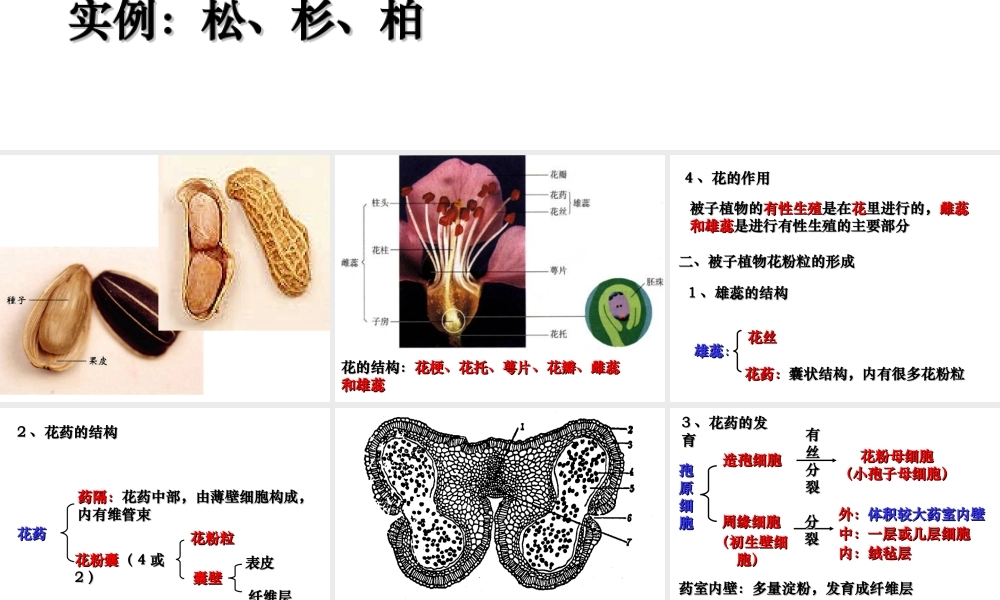 月季花药培养.ppt