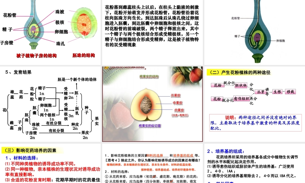 月季花药培养.ppt