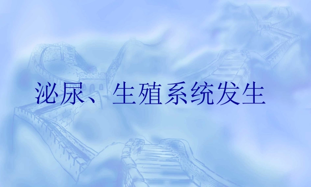 泌尿生殖系发生--组织学与胚胎学.ppt