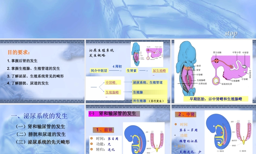 泌尿生殖系发生--组织学与胚胎学.ppt