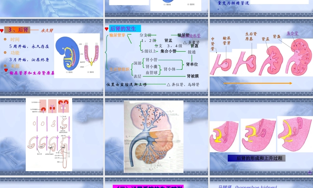 泌尿生殖系发生--组织学与胚胎学.ppt