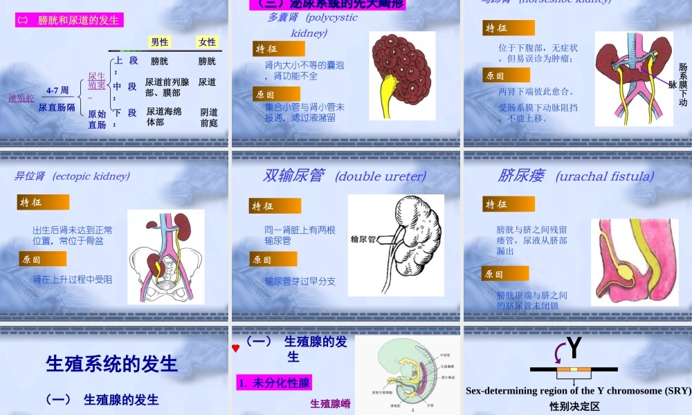 泌尿生殖系发生--组织学与胚胎学.ppt
