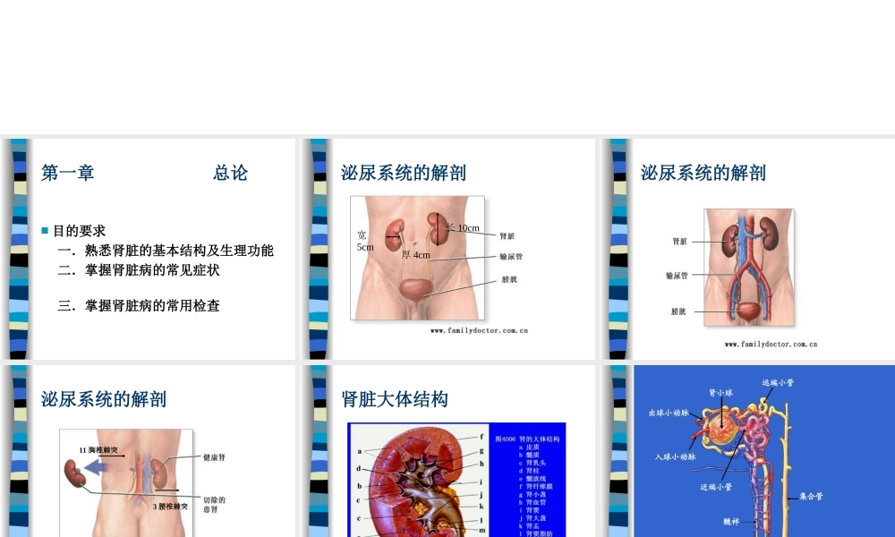 泌尿系讲稿总论2010-10-9.ppt