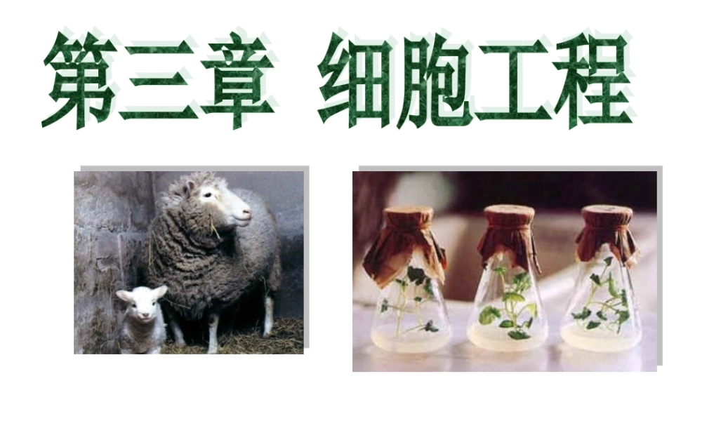 植物细胞工程.ppt