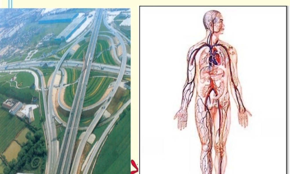 流动的组织—血液123456.ppt