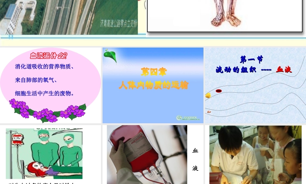 流动的组织—血液123456.ppt