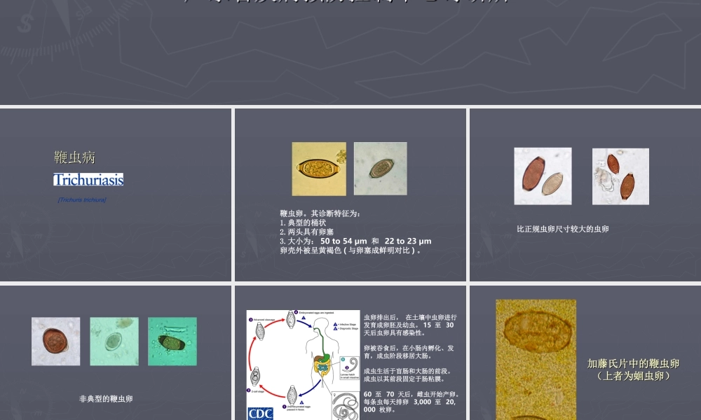 最常见肠道寄生虫.ppt