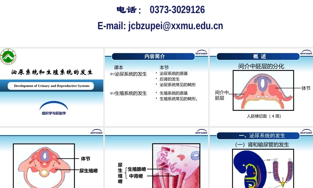 泌尿系统和生殖系统的发生.pptx