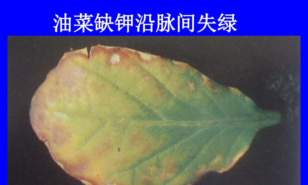 植物缺素症总汇.ppt