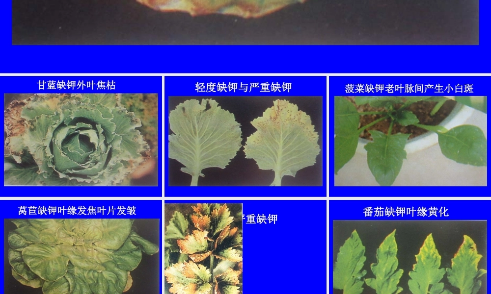 植物缺素症总汇.ppt