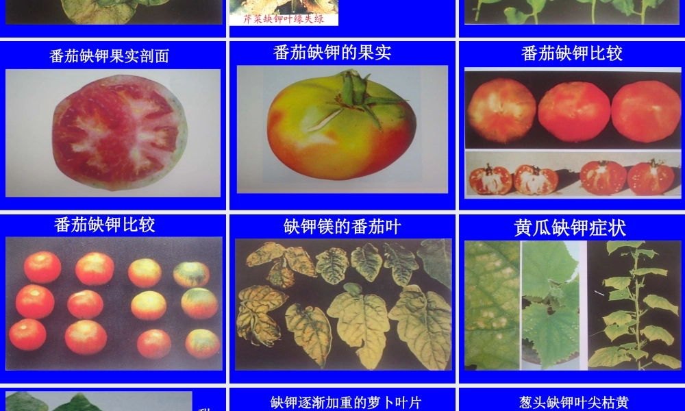 植物缺素症总汇.ppt