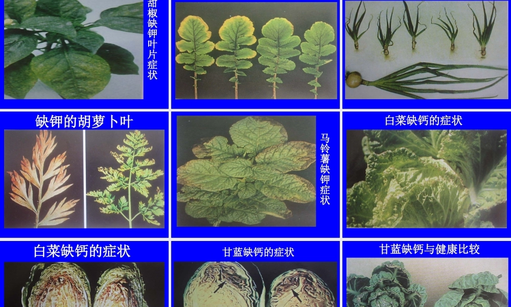 植物缺素症总汇.ppt