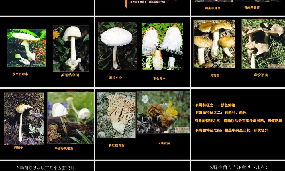 毒蘑菇的识别及中毒的救治.ppt