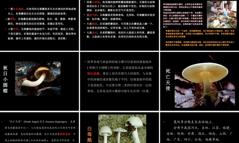 毒蘑菇的识别及中毒的救治.ppt