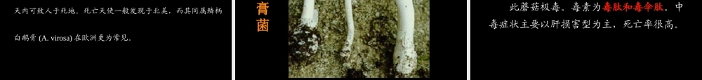 毒蘑菇的识别及中毒的救治.ppt