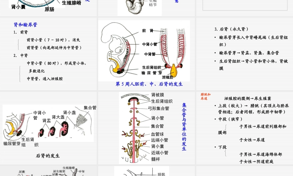 泌尿系统和生殖系统.ppt