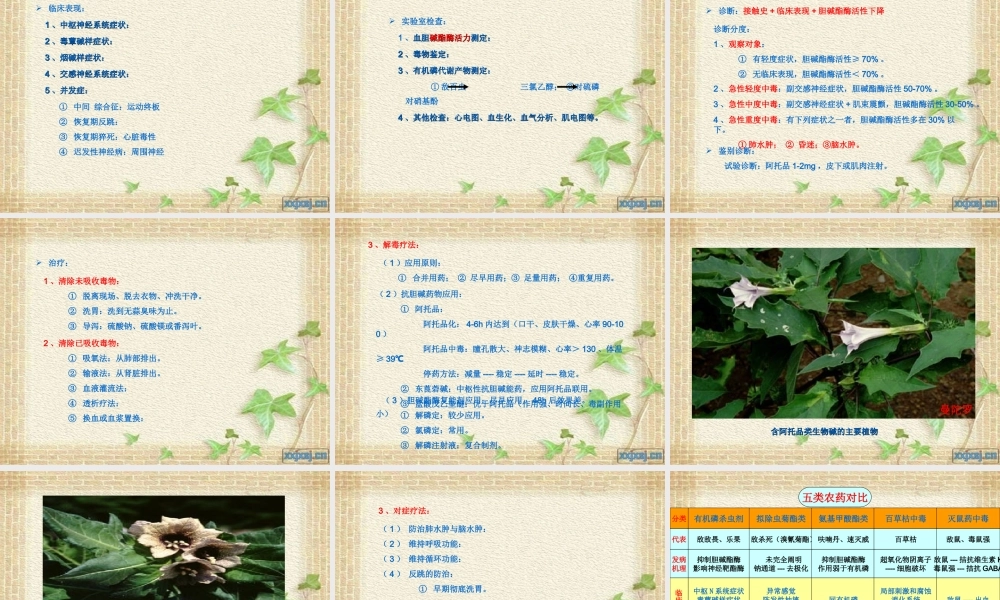 急性农药中毒.ppt