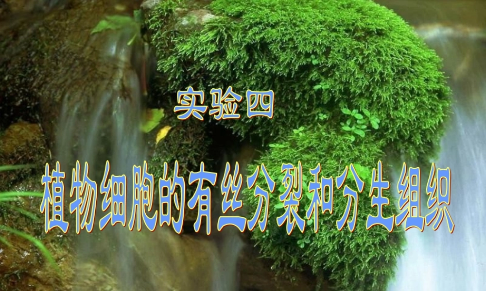 植物细胞的有丝分裂和分生组织.ppt