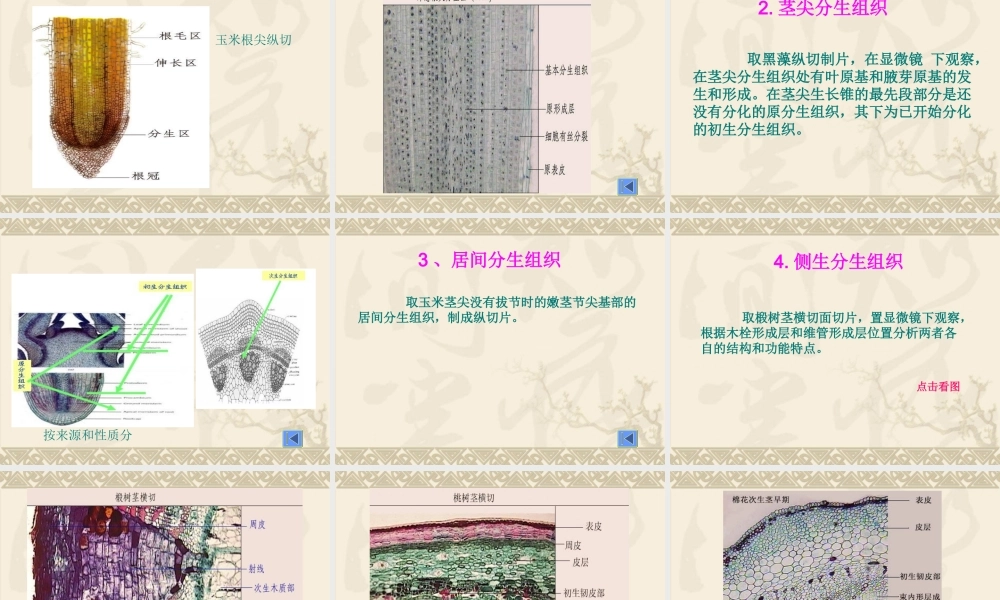 植物细胞的有丝分裂和分生组织.ppt