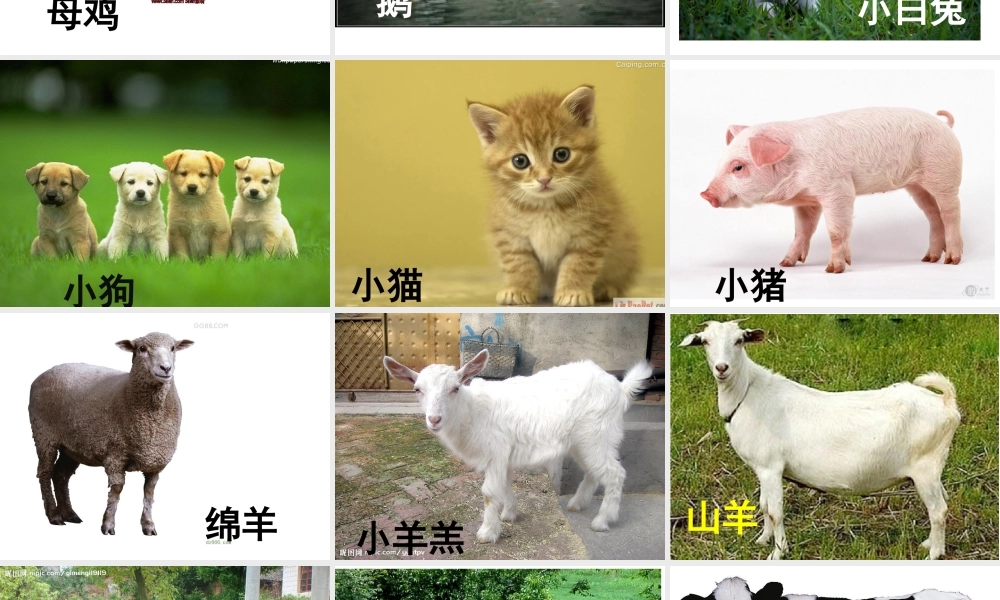 教宝宝认识动物.ppt