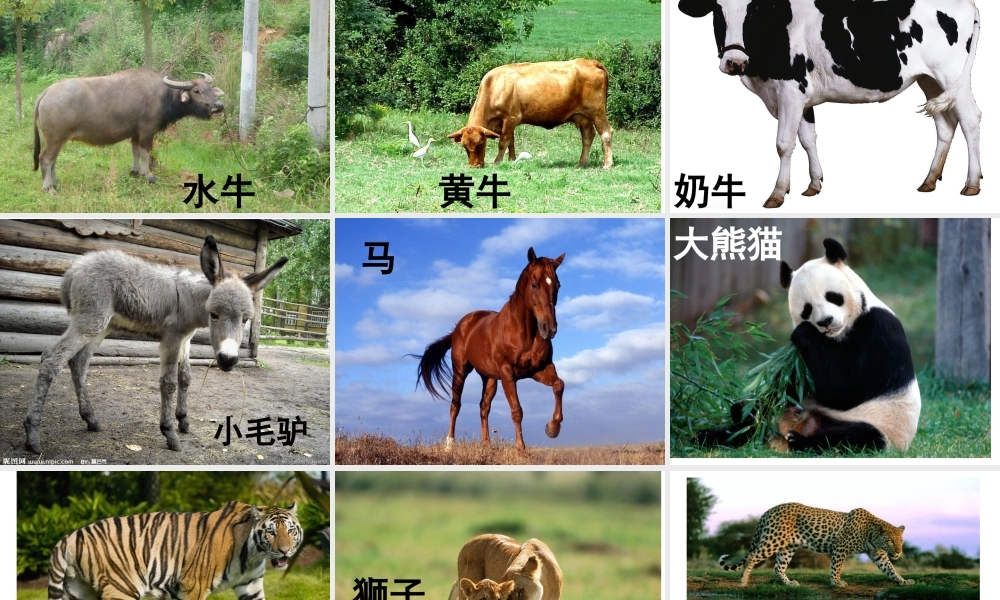 教宝宝认识动物.ppt