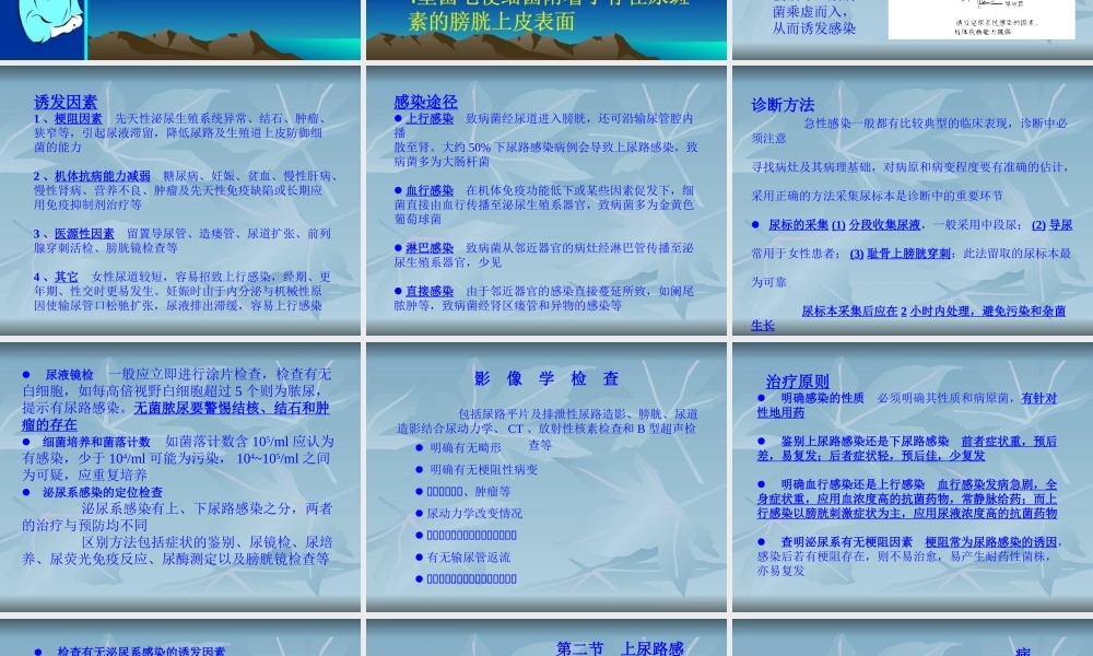 泌尿男性生殖系统感染.ppt