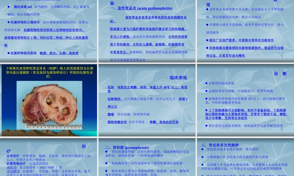 泌尿男性生殖系统感染.ppt