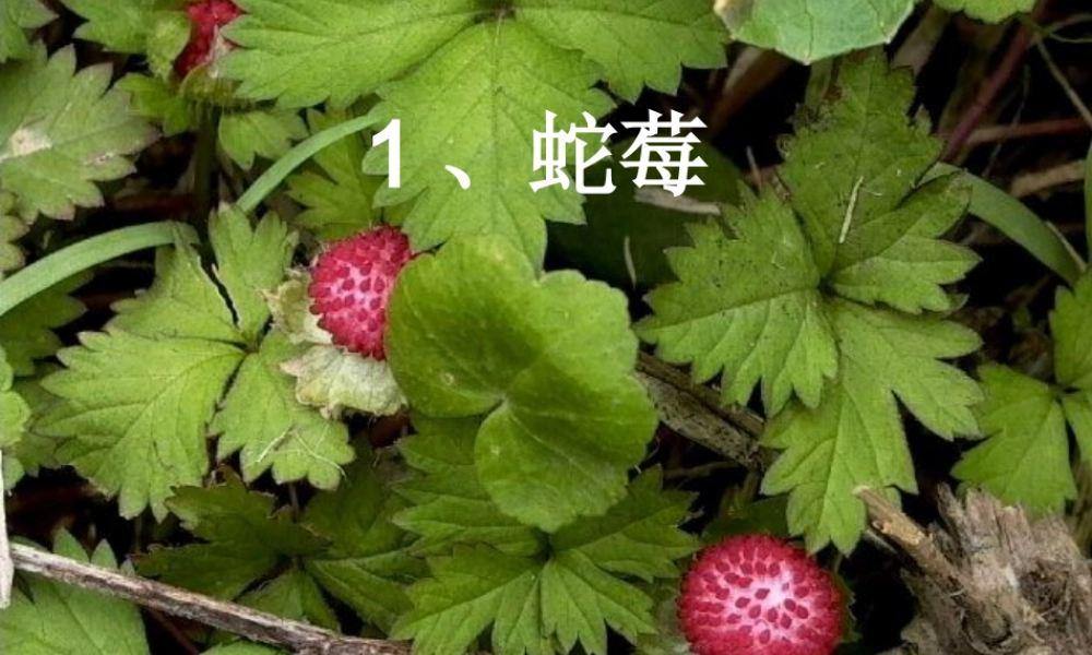 户外中草药观察.ppt