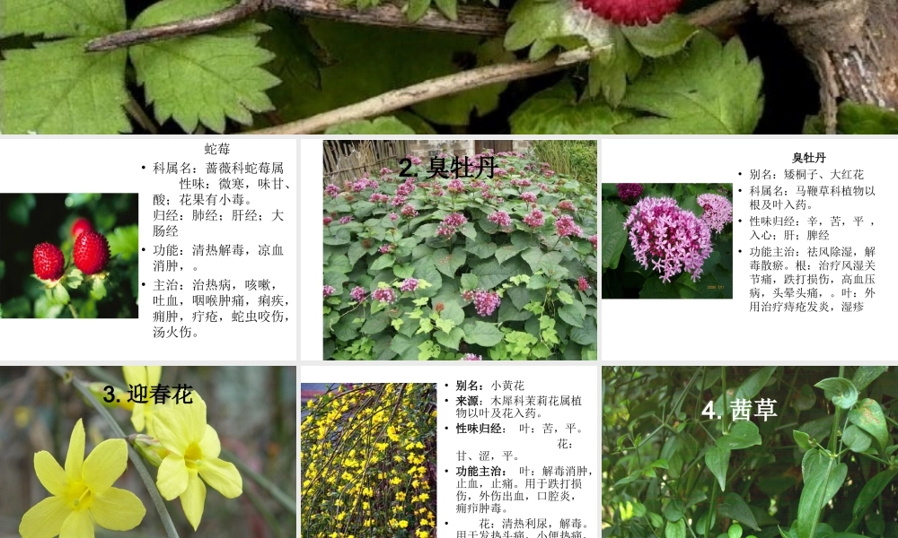 户外中草药观察.ppt