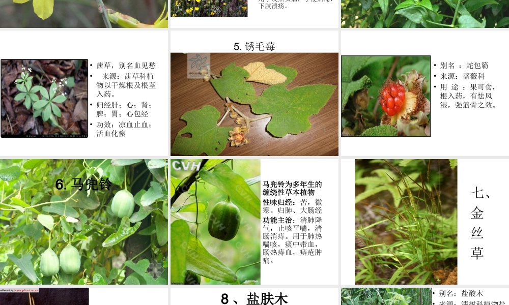 户外中草药观察.ppt