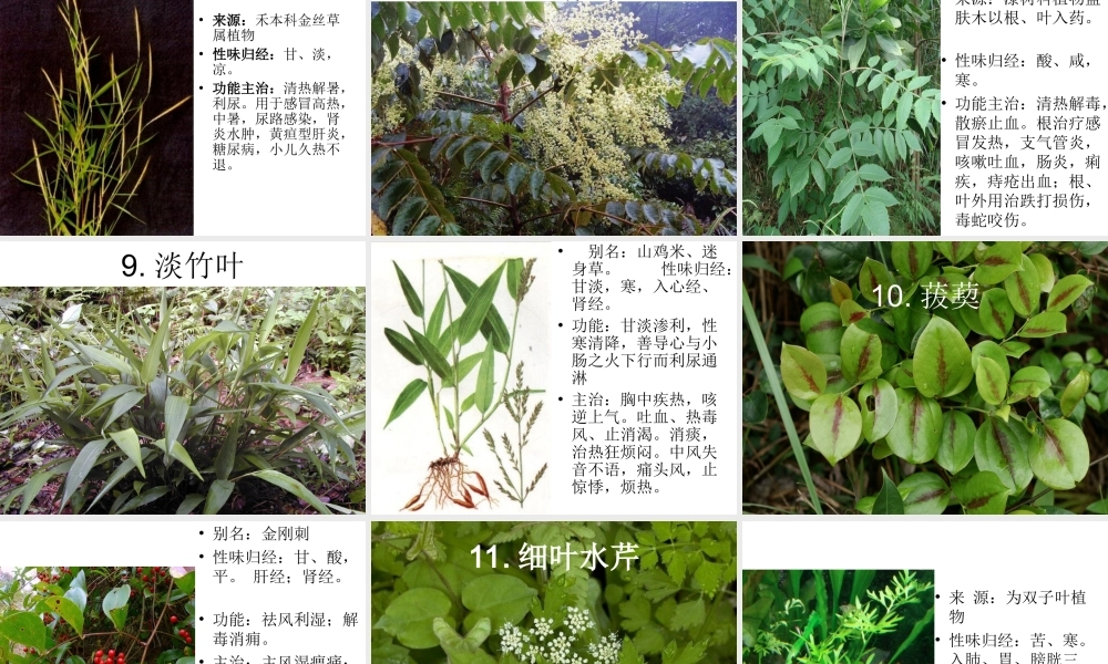 户外中草药观察.ppt