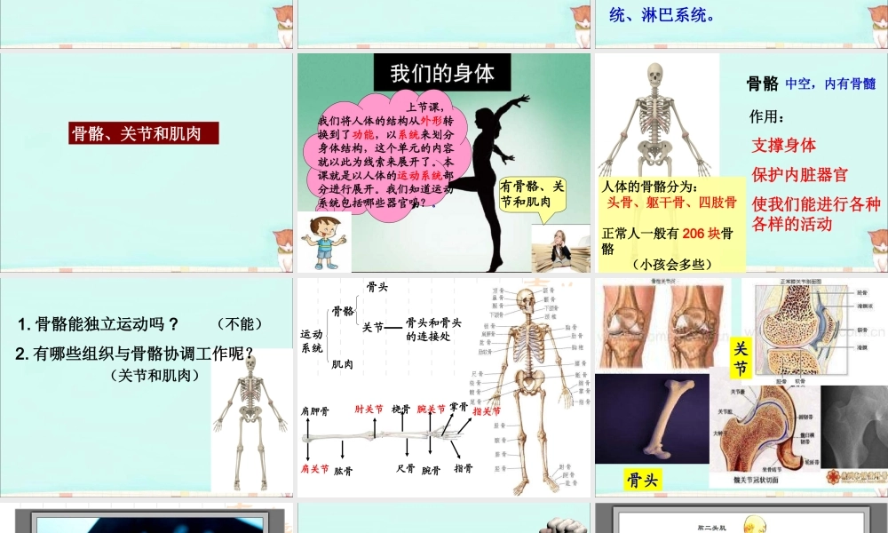 教-4.2《骨骼、关节和肌肉》.ppt