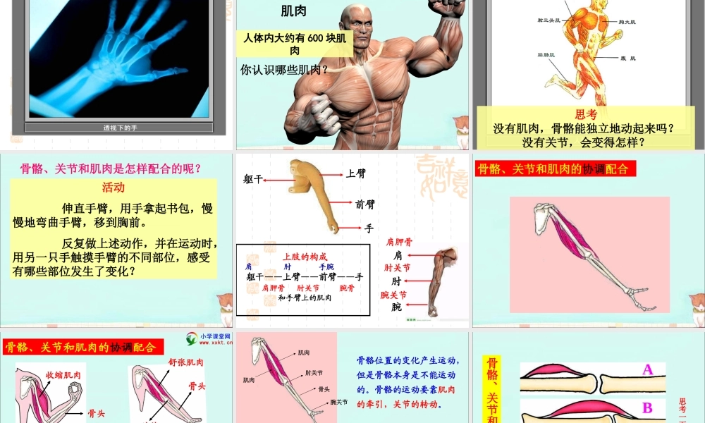 教-4.2《骨骼、关节和肌肉》.ppt