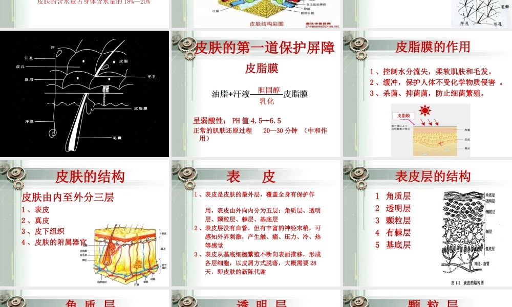 最新皮肤生理基础知识.ppt