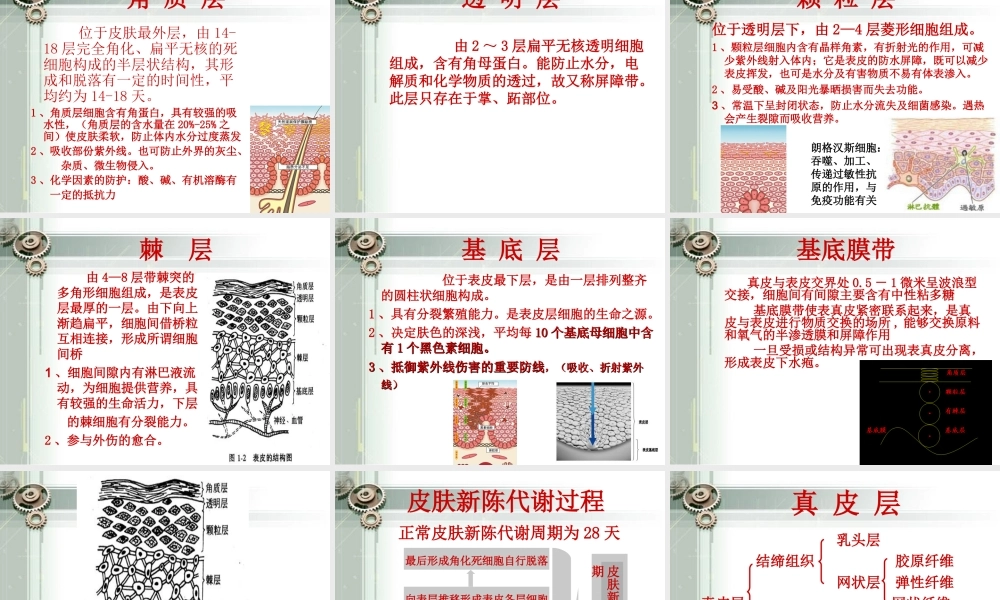 最新皮肤生理基础知识.ppt