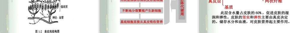 最新皮肤生理基础知识.ppt