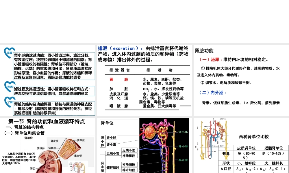 尿生成和排出.ppt