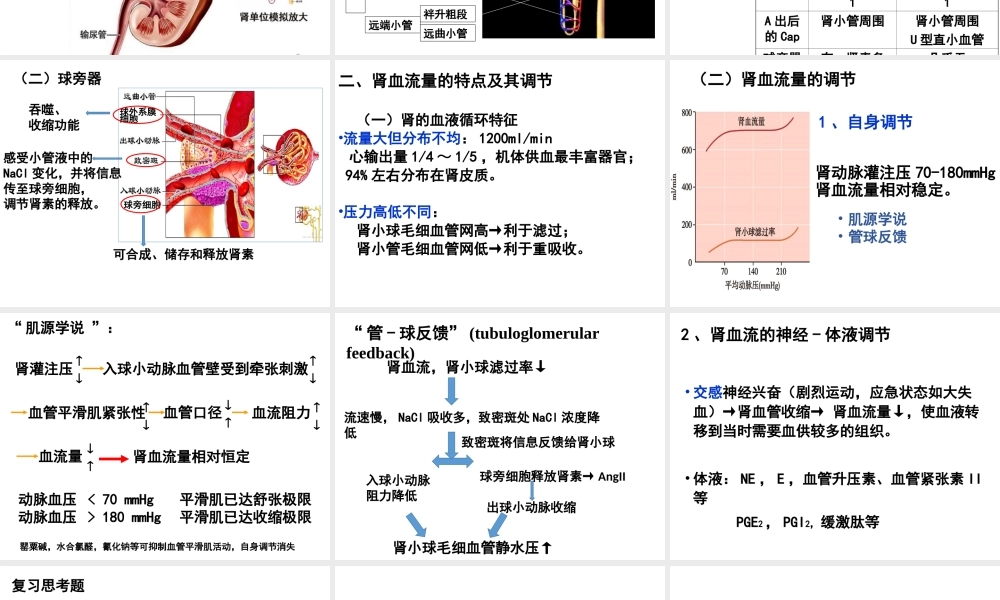 尿生成和排出.ppt
