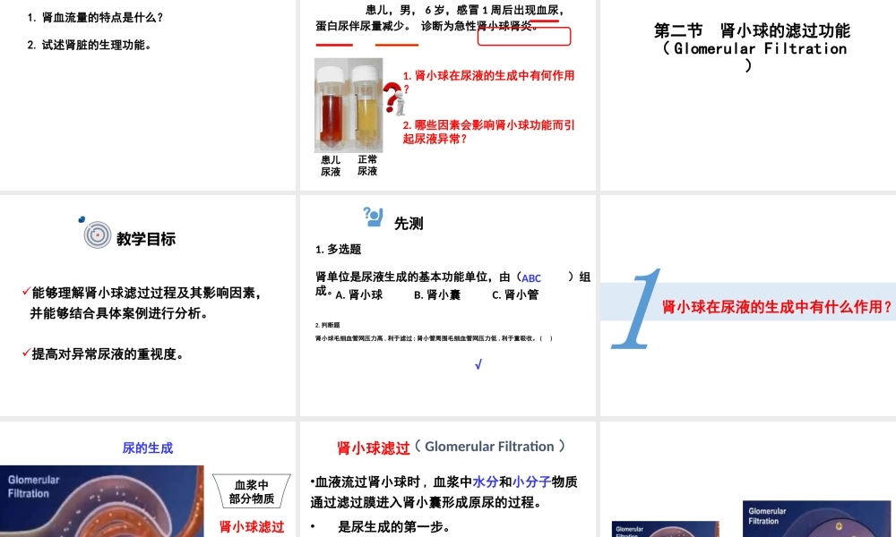 尿生成和排出.ppt