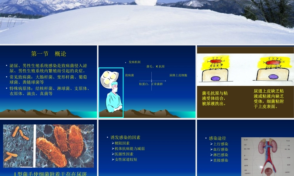 泌尿、男生殖系统感染-胡万里.ppt