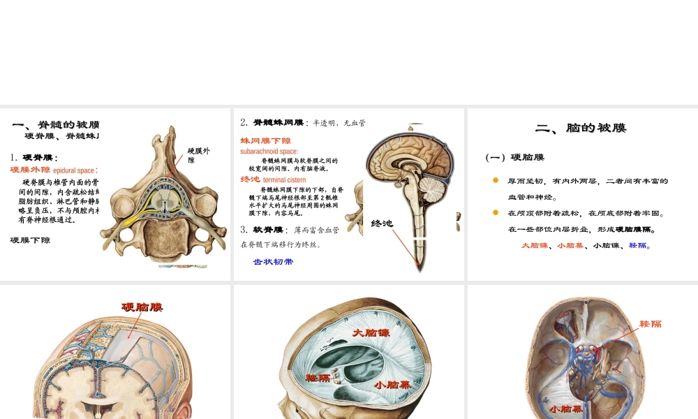 局解---脑脊髓被膜及血管.ppt