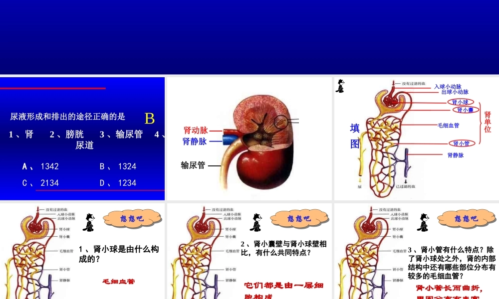 尿液形成的过程.ppt