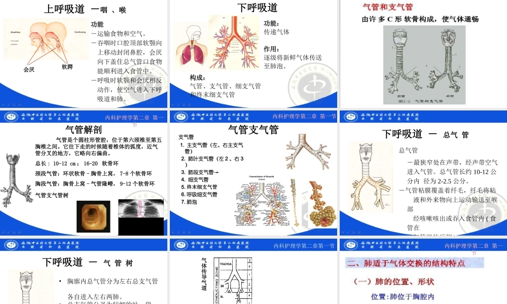 怀素丽第二章-呼吸系统-第一节.ppt