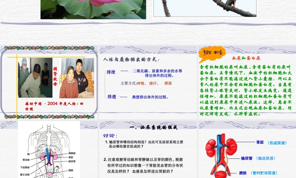 尿的形成和排出.ppt