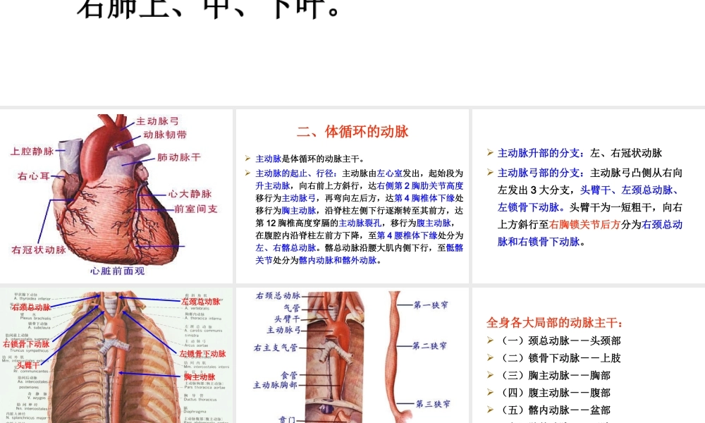 月脉管动脉定稿.ppt